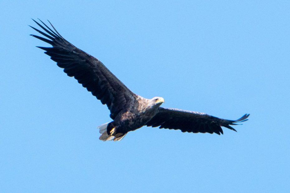 Seeadler auf Usedon